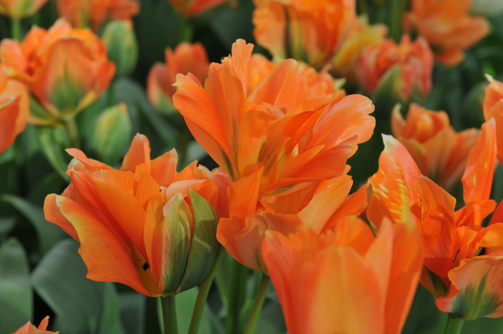 double orange emperor fosteriana tulips